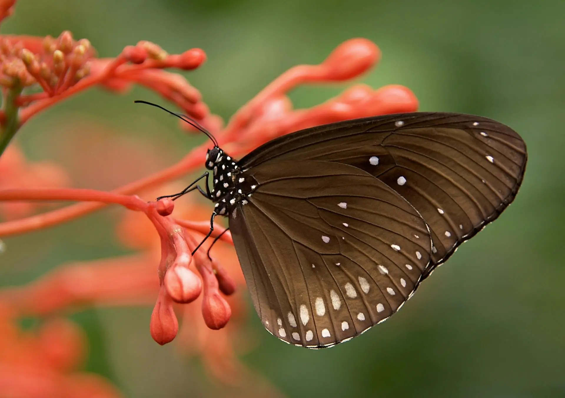 The Vital Role of Animal Conservation